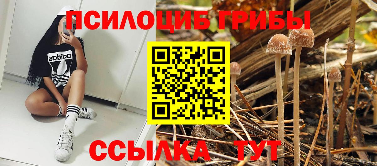 Псилоцибиновые грибы GOLDEN TEACHER Кубинка